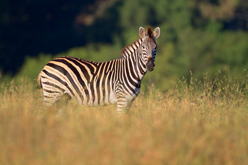 Plains (Burchells) Zebras (Equus burchelli)