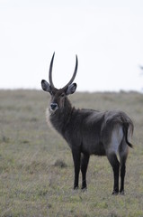 Fototapeta premium Waterbuck (Kobus ellipsiprymnus defassa), lake Nakuru, Kenya