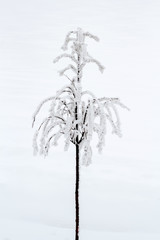 Fototapeta premium snowy small trees in winter