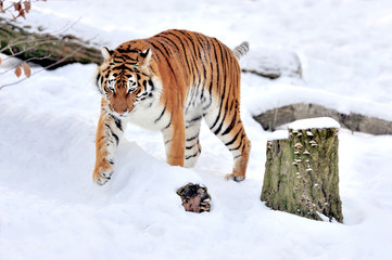 Obraz premium Tiger
