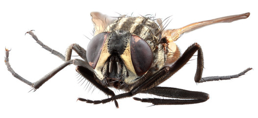 Housefly Macro Close up Cutout