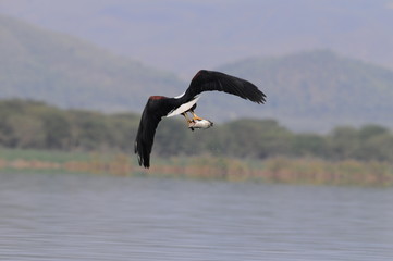 African fish eagle with  caught fish