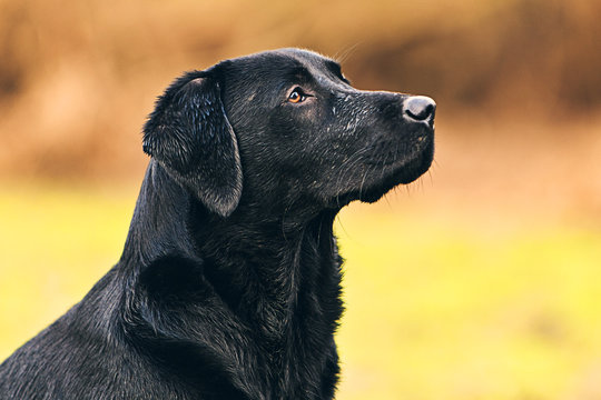 Black Labrador Portrait