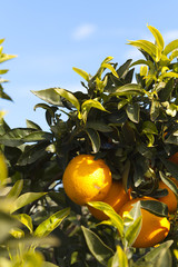 Valencia orange trees