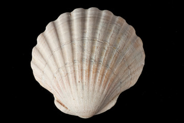 Obraz premium Seashell