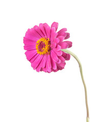 Zinnia isolated on white