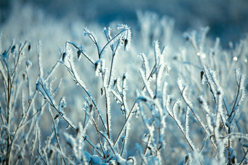 Hoarfrost on branches of bushes