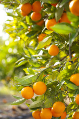 Valencia orange trees