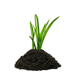 Gr&auml;ser wachsen aus einem H&auml;ufchen Erde