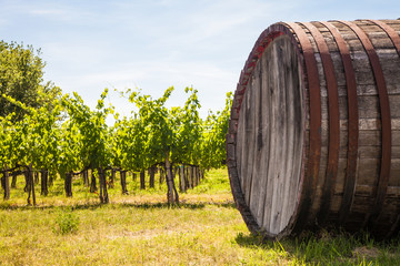 Tuscany wineyard