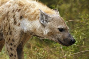 Spotted Hyena