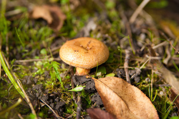 saffron milk cap