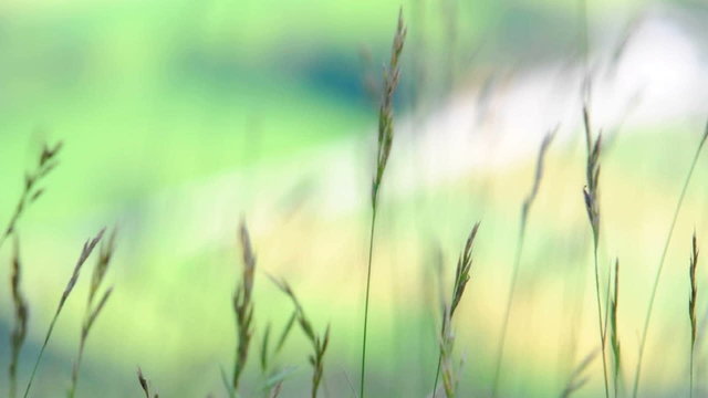 Green grass blown by the wind