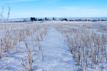 Harvested corn field under snow © VertigoBarrov