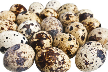Obraz premium A lot of quail eggs