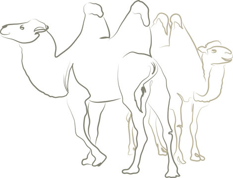 Zwei Kamele - Trampeltier