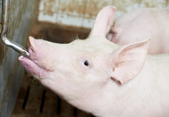 young drinking piglet at pig farm © Kadmy