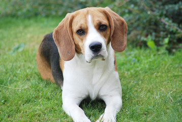 Cute dog