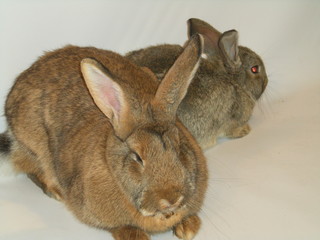 Króliki © Reklamatic