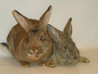 Króliki © Reklamatic