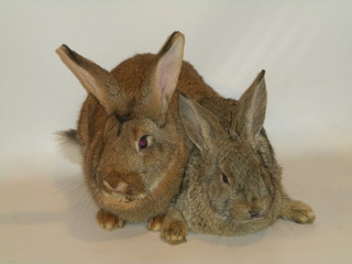 rabbits © Reklamatic