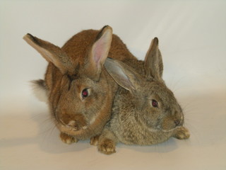 Króliki © Reklamatic