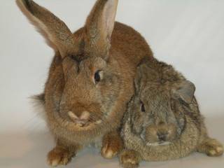 rabbits © Reklamatic