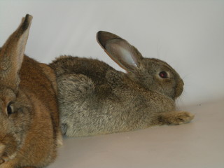 rabbits © Reklamatic