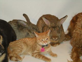 rabits with a cat © Reklamatic