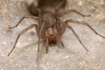 Funnel Web Weaver Grass Spider out on his funnel web