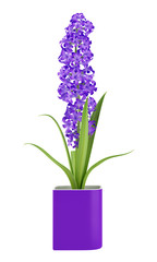 Naklejka na ściany i meble purple flower in pot isolated on white background