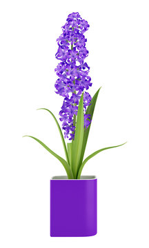 purple flower in pot isolated on white background