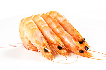 gamberetti su sfondo bianco