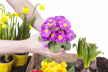 Studioaufnahme- Gartenarbeit - Frühlingsblumen einpflanzen