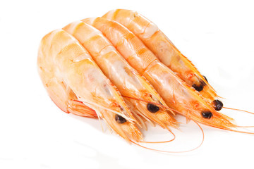 gamberetti su sfondo bianco