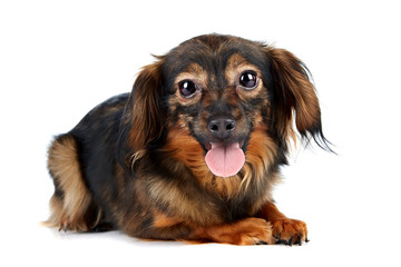 Decorative brown dog