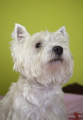 West Highland White Terrier