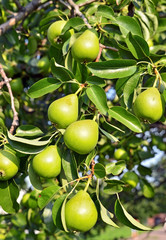 Green pear on the branch of the tree