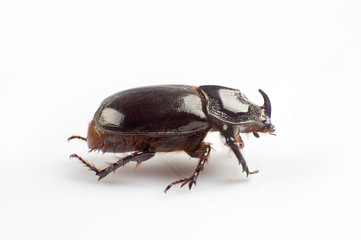 Dung beetle