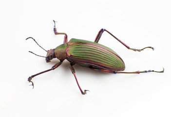 Ground beetle