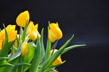 Yellow tulips in the garden