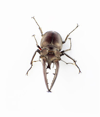 Lucanus hermani Delisle