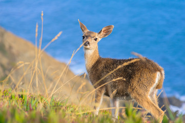 Young californian black-tailed deer looking at the camera