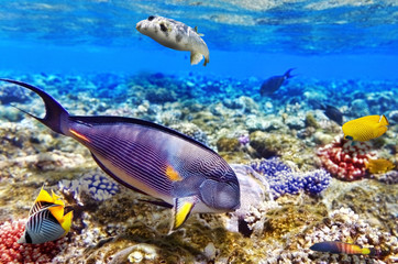 Coral and fish in the Red Sea. Egypt, Africa.