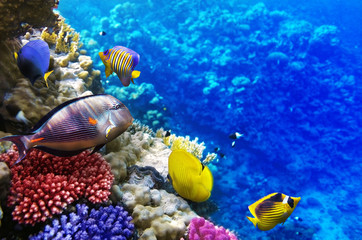 Obraz premium Coral and fish in the Red Sea. Egypt, Africa.