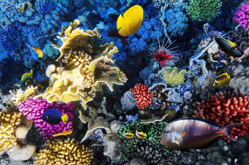 Fototapeta na wymiar Koral i ryby w Morzu Czerwonym. Egipt, Afryka.