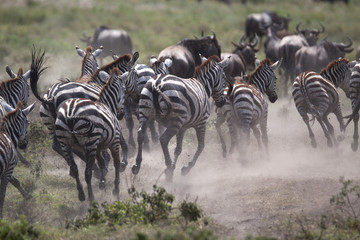Zebras escaping on gallop