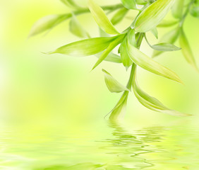 Fototapeta na wymiar Abstract green background with bamboo