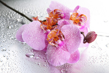 pink beautiful orchids with drops