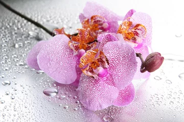 Acrylic prints Orchid pink beautiful orchids with drops